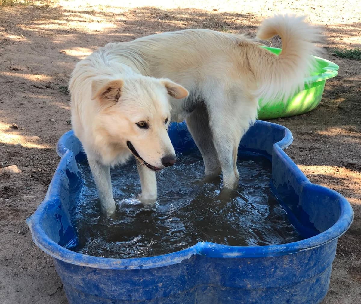 Jazz, male puppy Mixed Breed for adoption at saving dogs e.V.