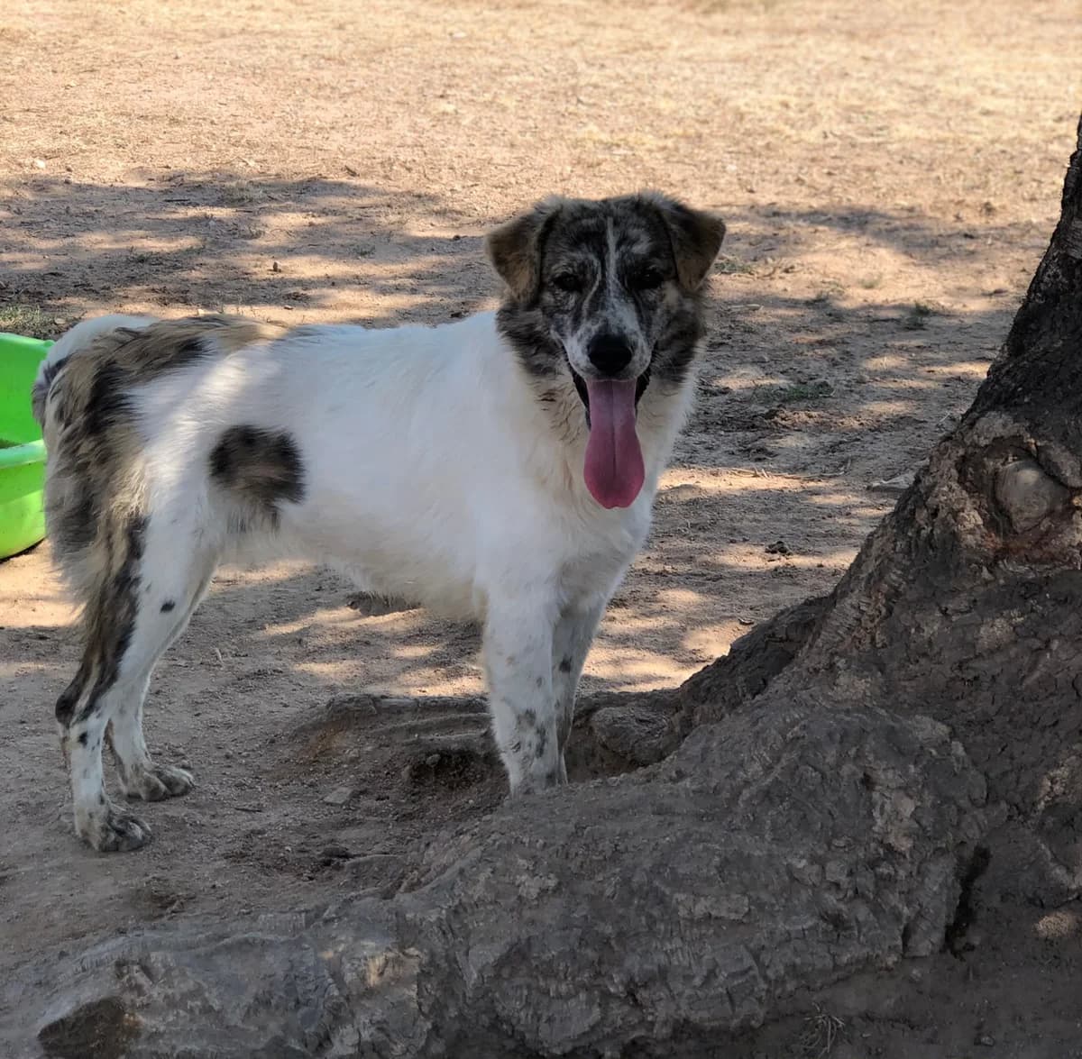 Joy, female puppy Mixed Breed for adoption at saving dogs e.V.