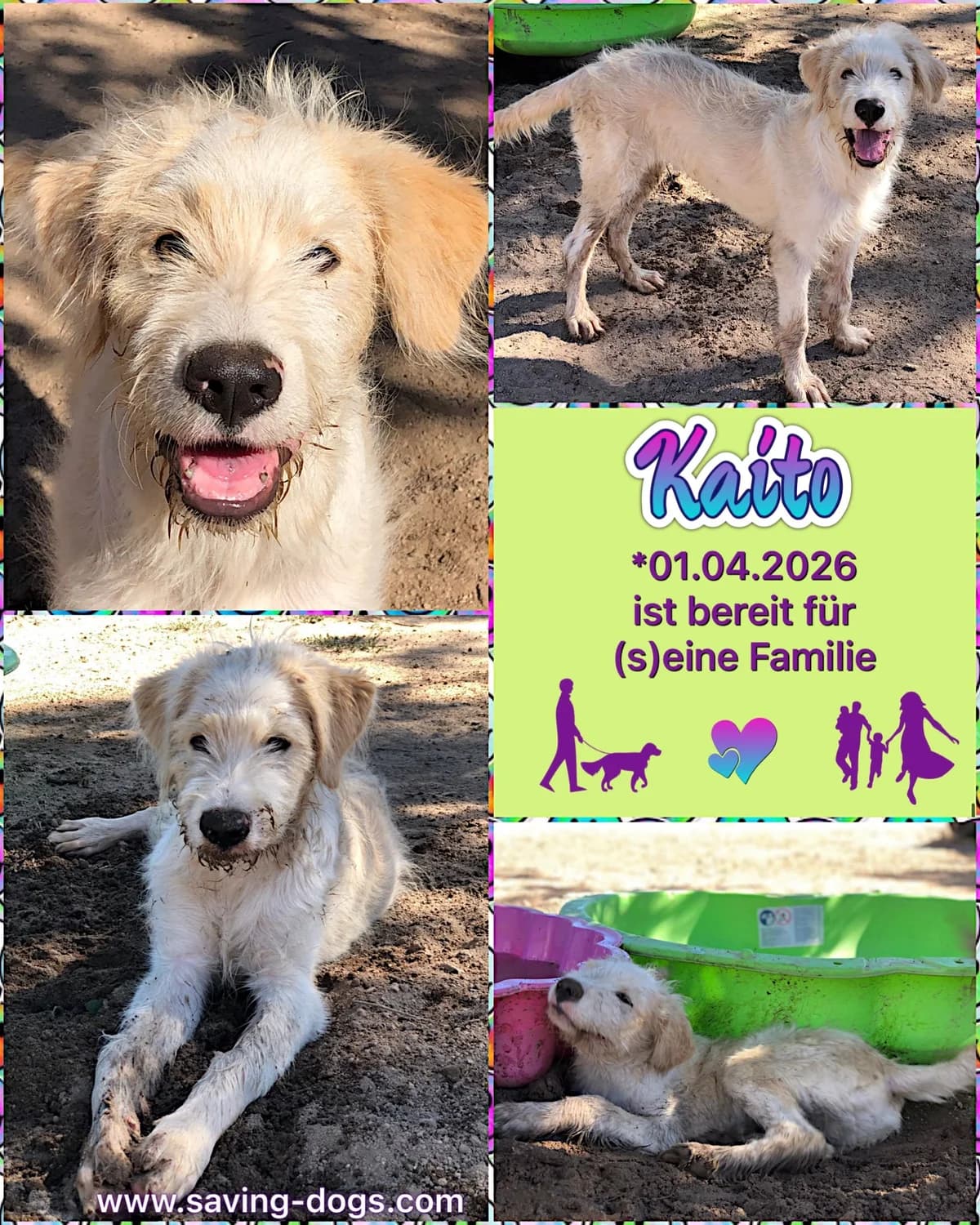 Kaito, male puppy Mixed Breed for adoption at saving dogs e.V.