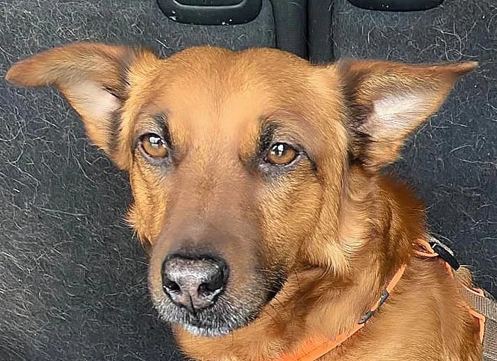 Leo, male 7yo Mixed Breed for adoption at saving dogs e.V.