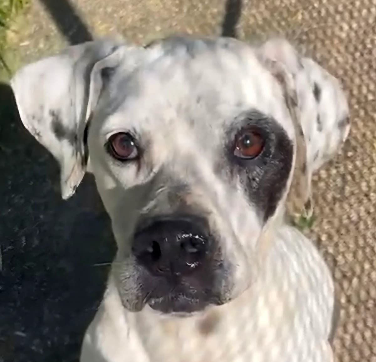 Lia, weiß female 5yo Mixed Breed for adoption at saving dogs e.V.