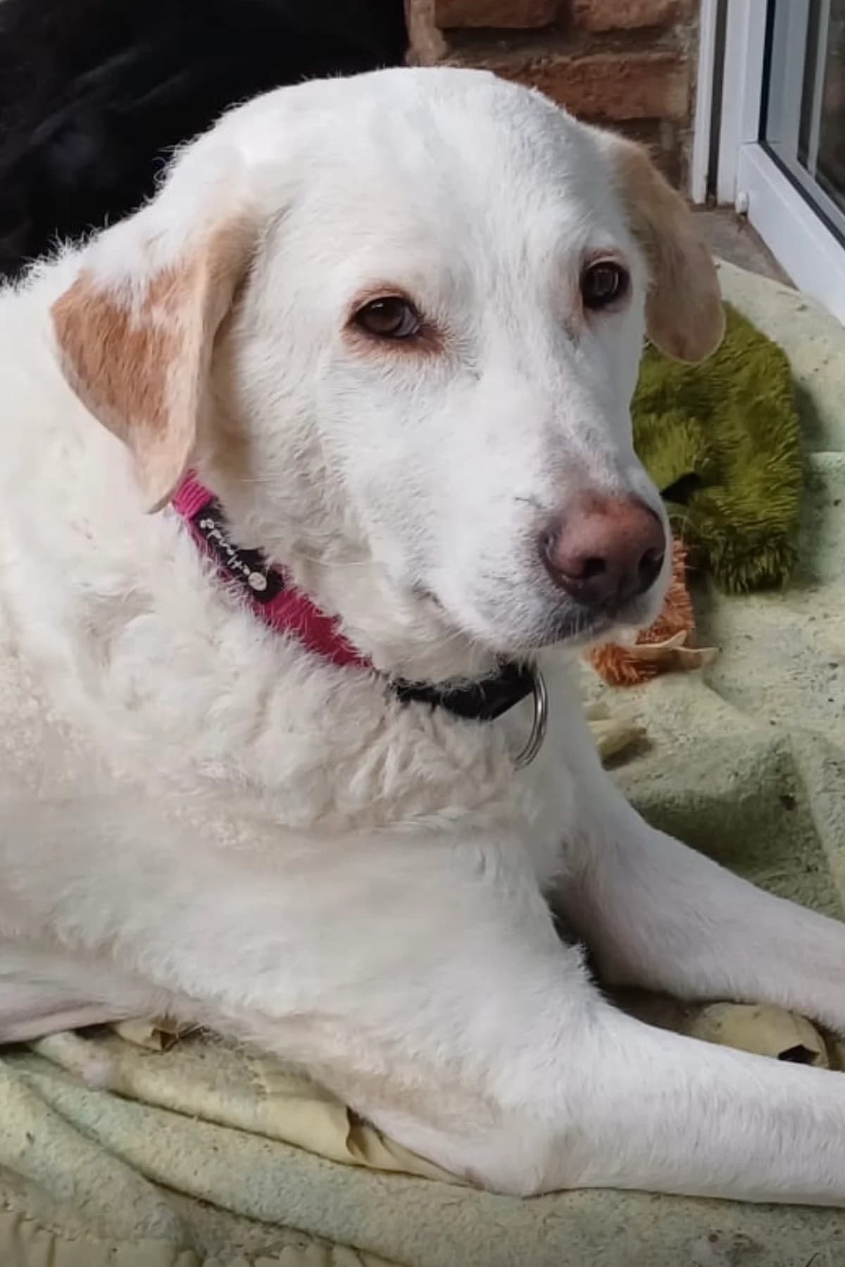 Micheline, female 6yo Mixed Breed for adoption at saving dogs e.V.