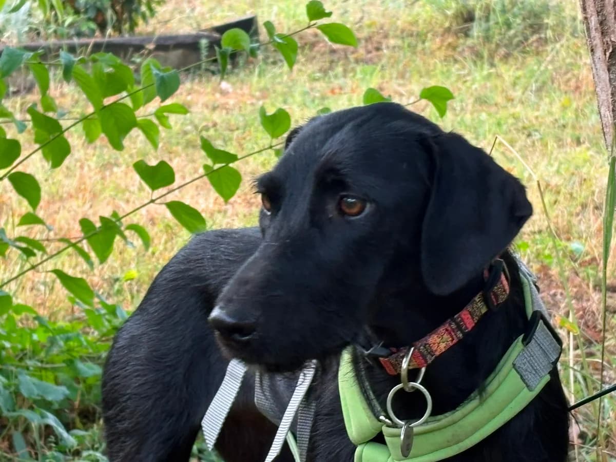 Nerina, female young Mixed Breed for adoption at saving dogs e.V.