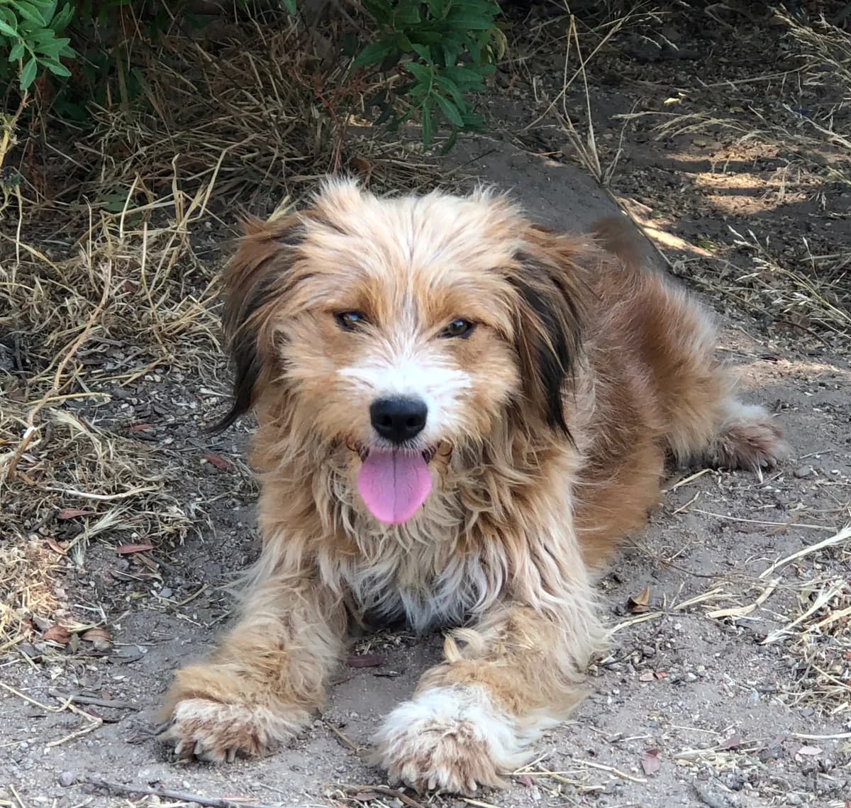 Nocciolina, female puppy Mixed Breed for adoption at saving dogs e.V.