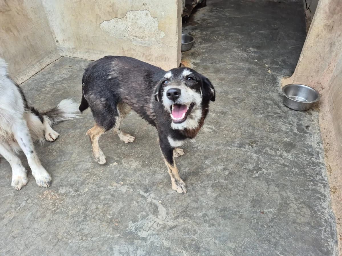 Nora, female puppy Mixed Breed for adoption at saving dogs e.V.