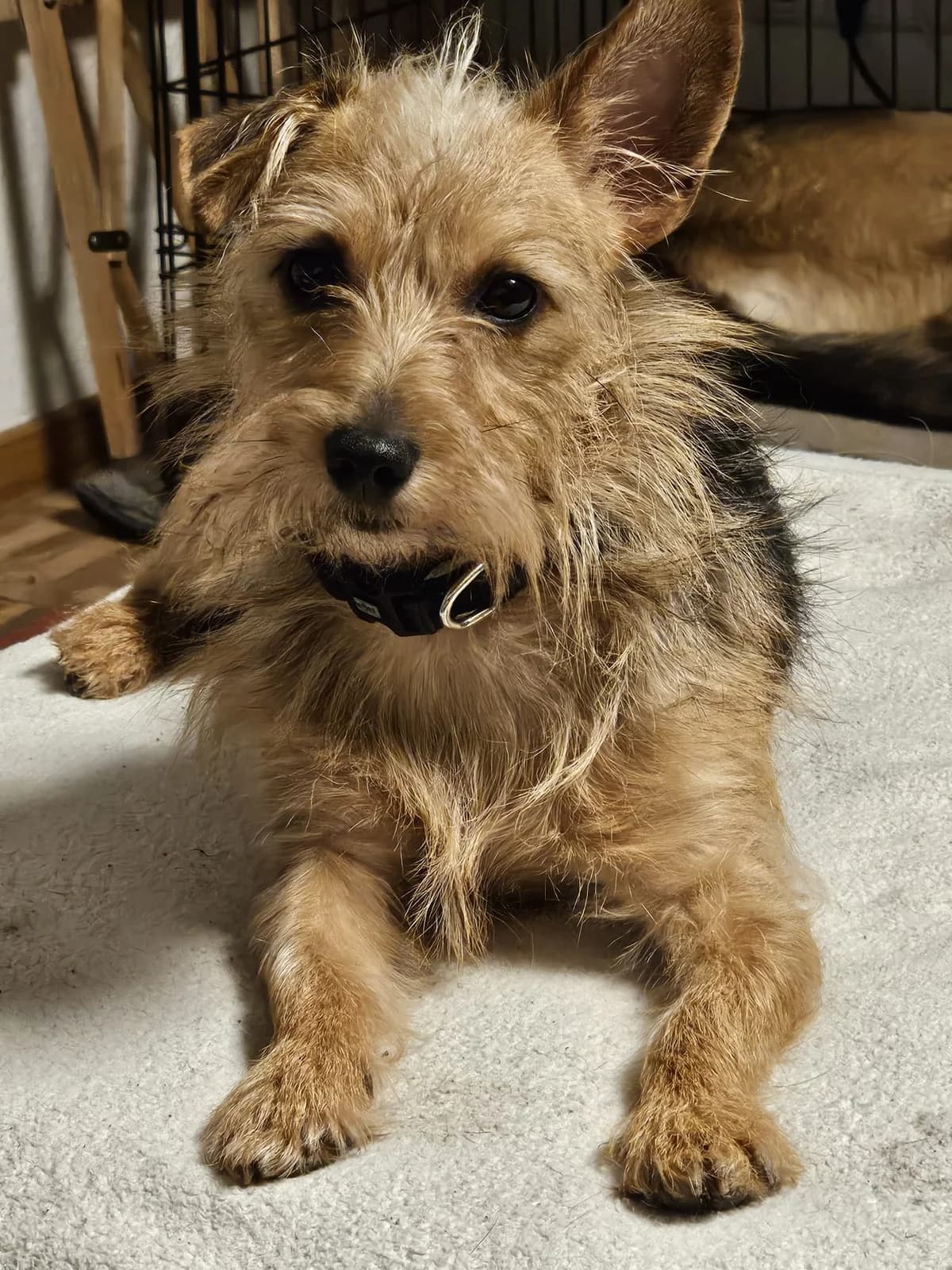 Peggy, female 4yo Mixed Breed for adoption at saving dogs e.V.