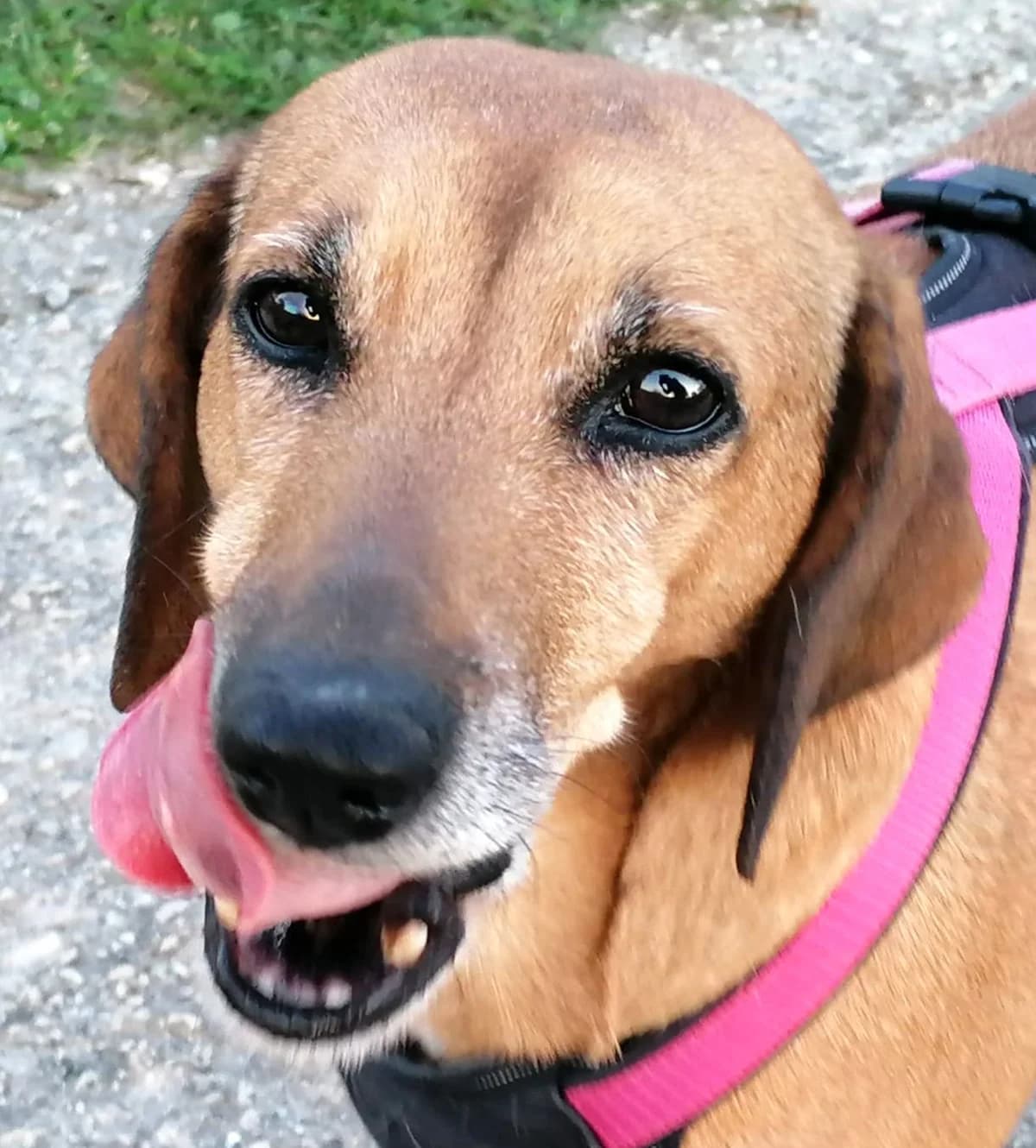 Penny, female senior Mixed Breed for adoption at saving dogs e.V.
