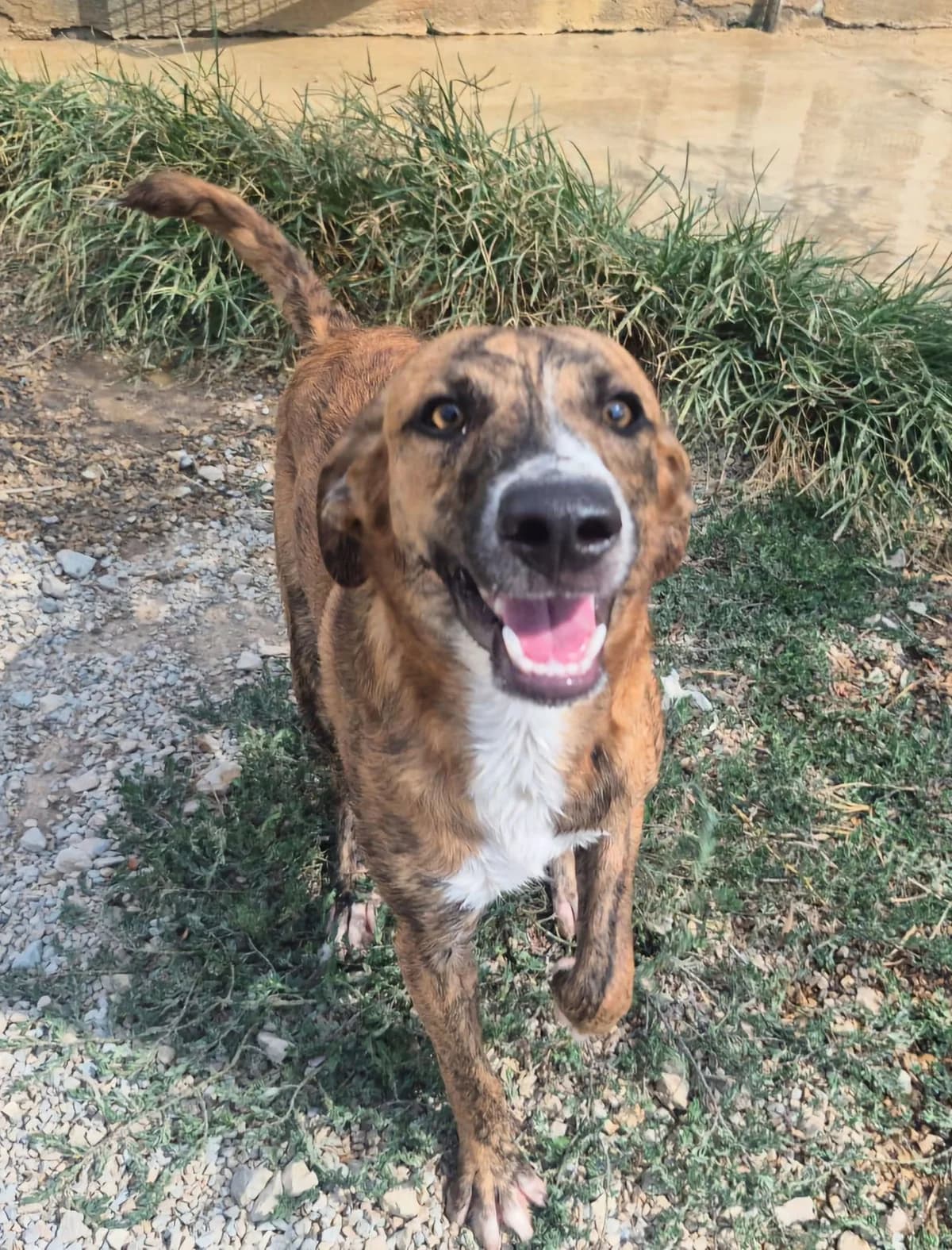 Pinolo, male puppy Mixed Breed for adoption at saving dogs e.V.