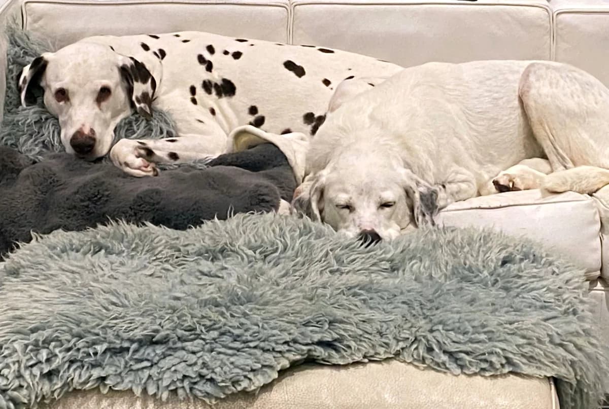 Pretty, weiß female senior Mixed Breed for adoption at saving dogs e.V.