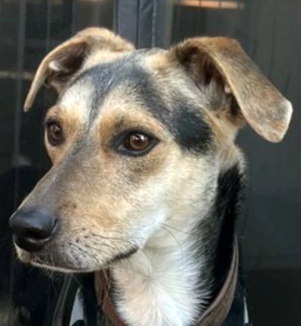 Rusty, male 3yo Mixed Breed for adoption at saving dogs e.V.