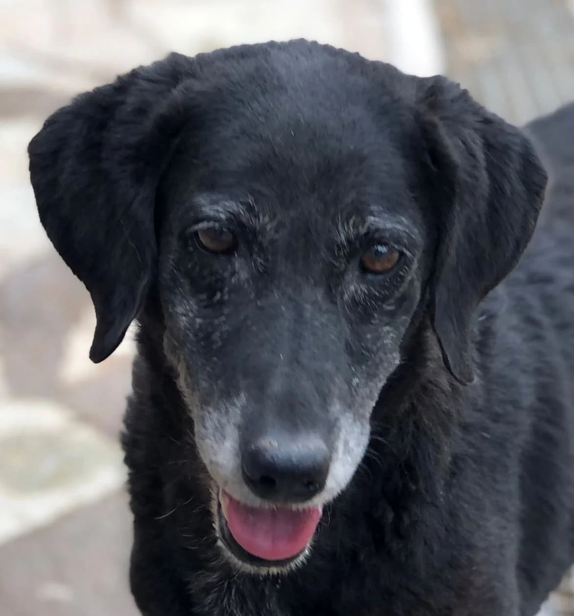 Tenia, schwarz senior Mixed Breed for adoption at saving dogs e.V.
