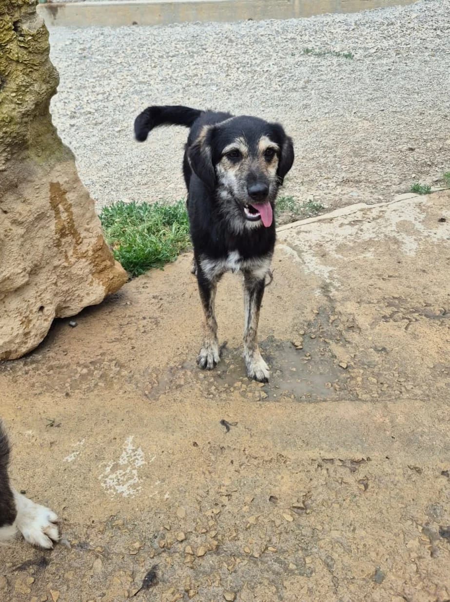 Tharros, female puppy Mixed Breed for adoption at saving dogs e.V.