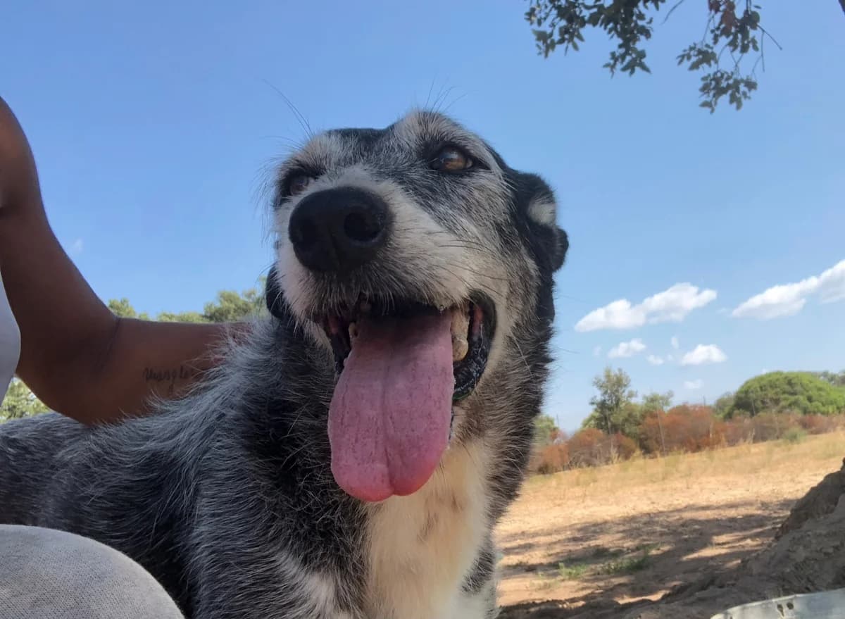 Venere, senior Mixed Breed for adoption at saving dogs e.V.