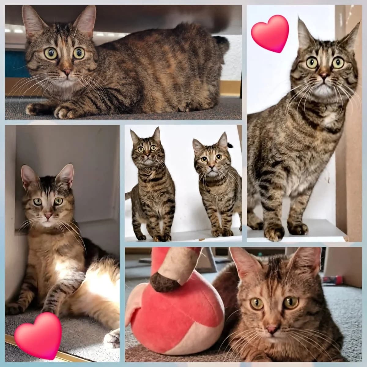 Bobby, male 3yo Mixed Breed for adoption at Südbrandenburger Tierfreunde e.V.