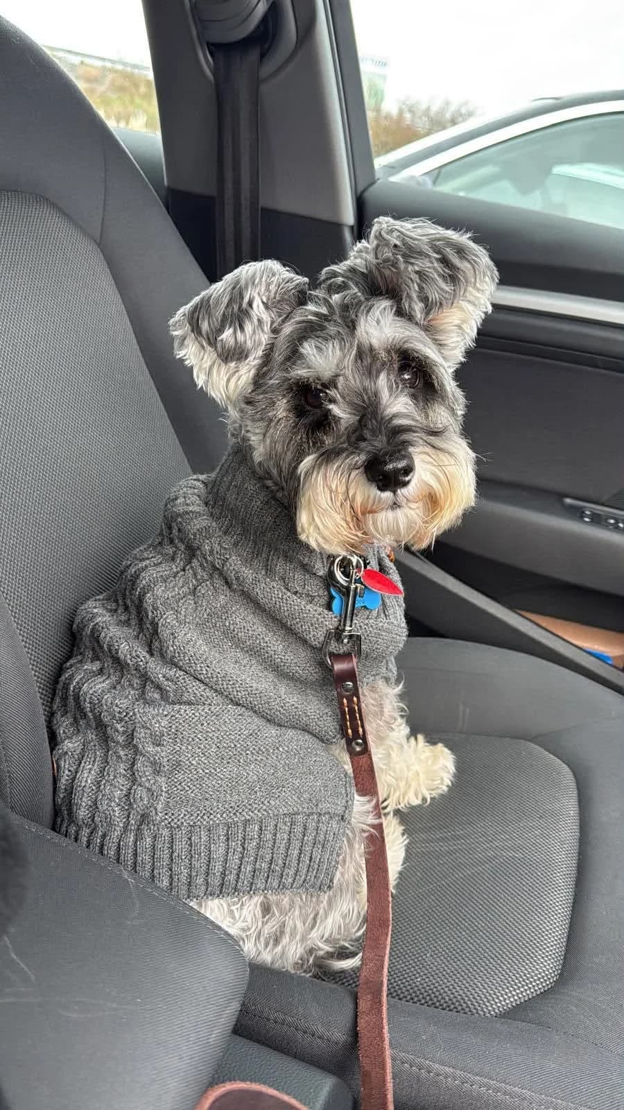 Pflegestelle, male 6yo Mixed Breed for adoption at Schnauzernothilfe e.V.