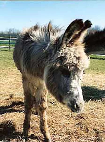 Jolly, Mixed Breed for adoption at Schutzengel für Tiere e.V., Drolshagen