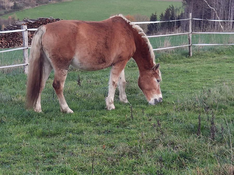 Linnea, senior Mixed Breed for adoption at Schutzengel für Tiere e.V., Drolshagen