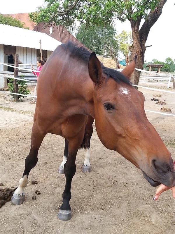Schoko, schoko senior Mixed Breed for adoption at Schutzengel für Tiere e.V., Drolshagen