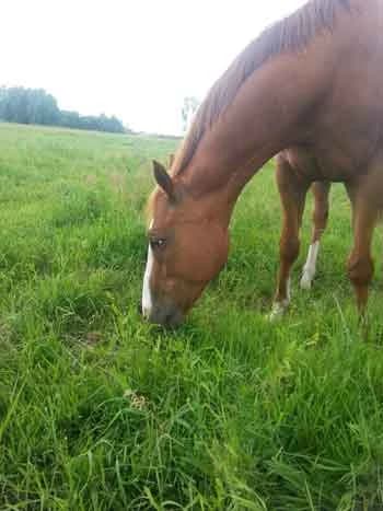Skin Man, Mixed Breed for adoption at Schutzengel für Tiere e.V., Drolshagen