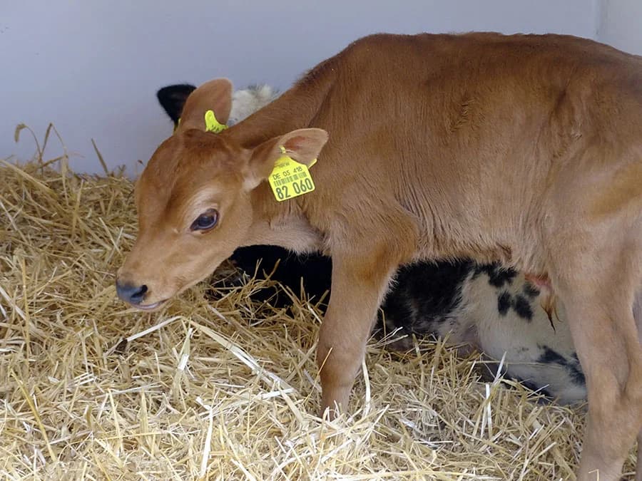 Joschi, Mixed Breed for adoption at Schutzengel für Tiere e.V., Drolshagen