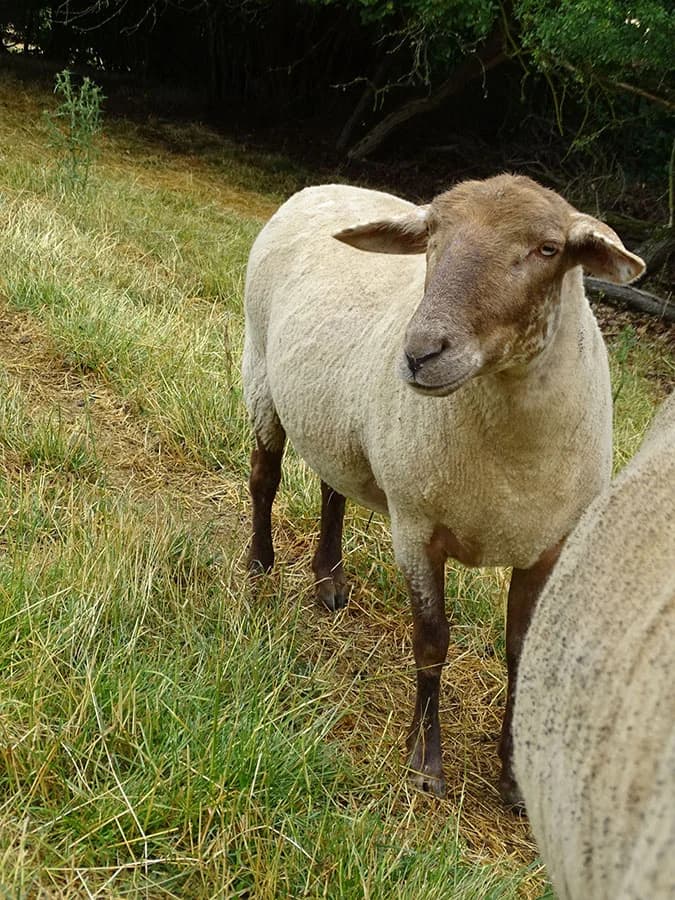 Gretel, senior Mixed Breed for adoption at Schutzengel für Tiere e.V., Drolshagen