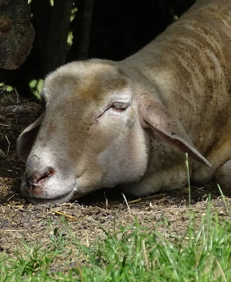 Hänsel, weiß senior Mixed Breed for adoption at Schutzengel für Tiere e.V., Drolshagen