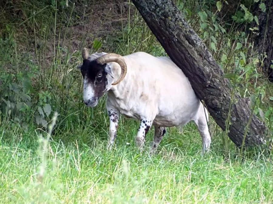 Holly, Mixed Breed for adoption at Schutzengel für Tiere e.V., Drolshagen