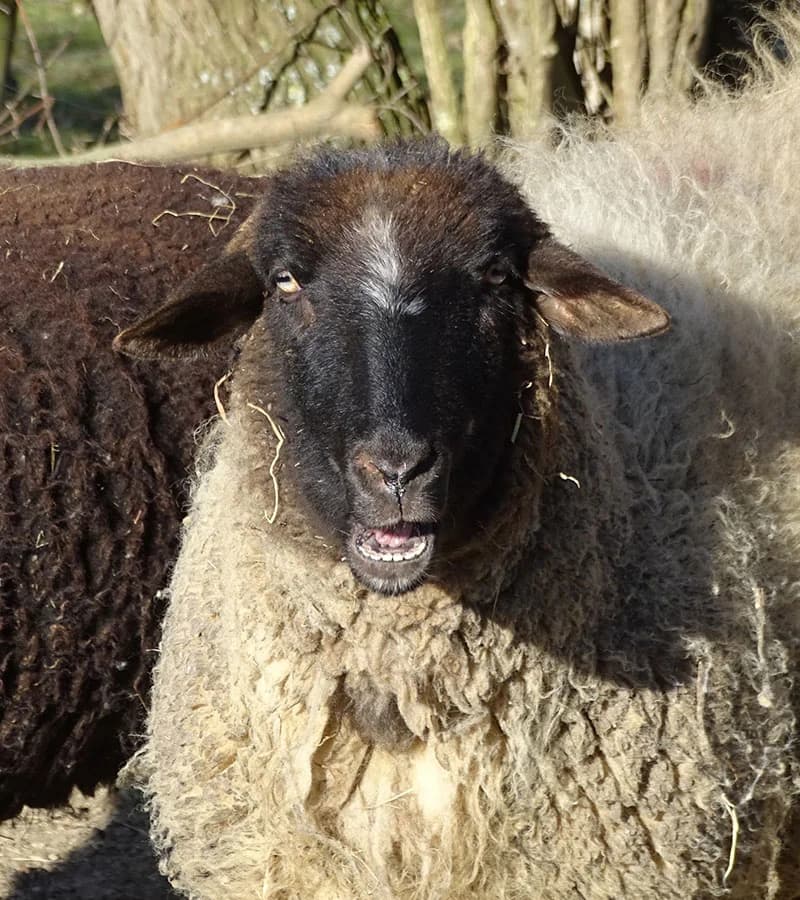 Joseph, senior Mixed Breed for adoption at Schutzengel für Tiere e.V., Drolshagen