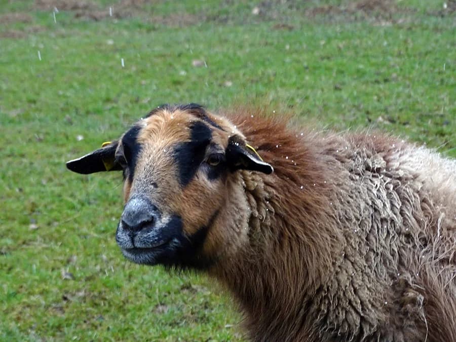 Malaika, Mixed Breed for adoption at Schutzengel für Tiere e.V., Drolshagen