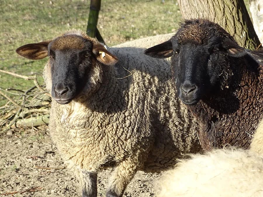 Timmi, Mixed Breed for adoption at Schutzengel für Tiere e.V., Drolshagen