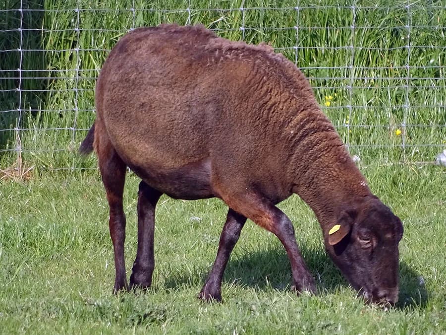 Wickie, 6yo Mixed Breed for adoption at Schutzengel für Tiere e.V., Drolshagen