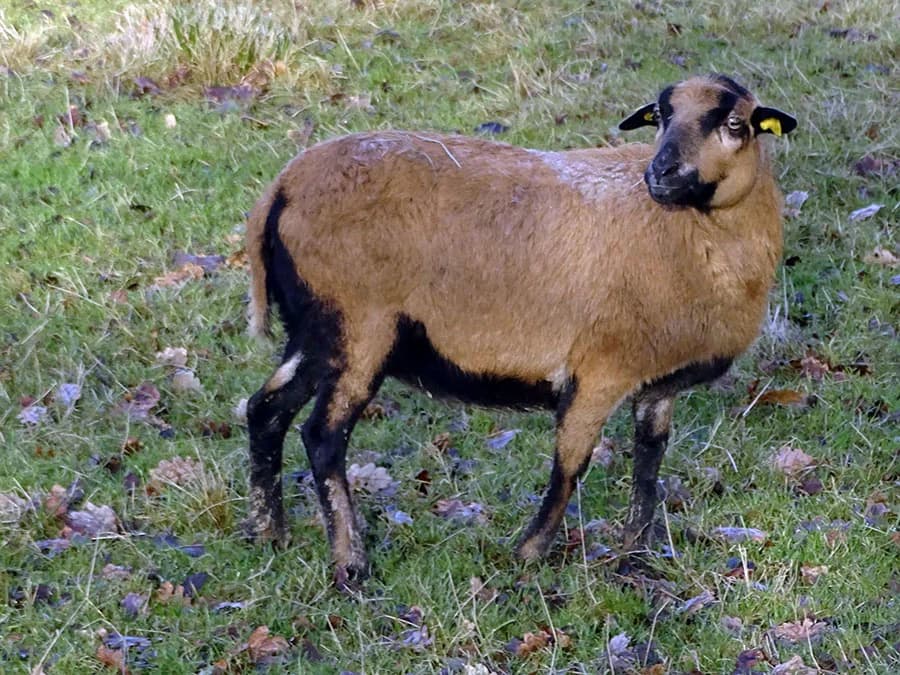 Zuri, Mixed Breed for adoption at Schutzengel für Tiere e.V., Drolshagen