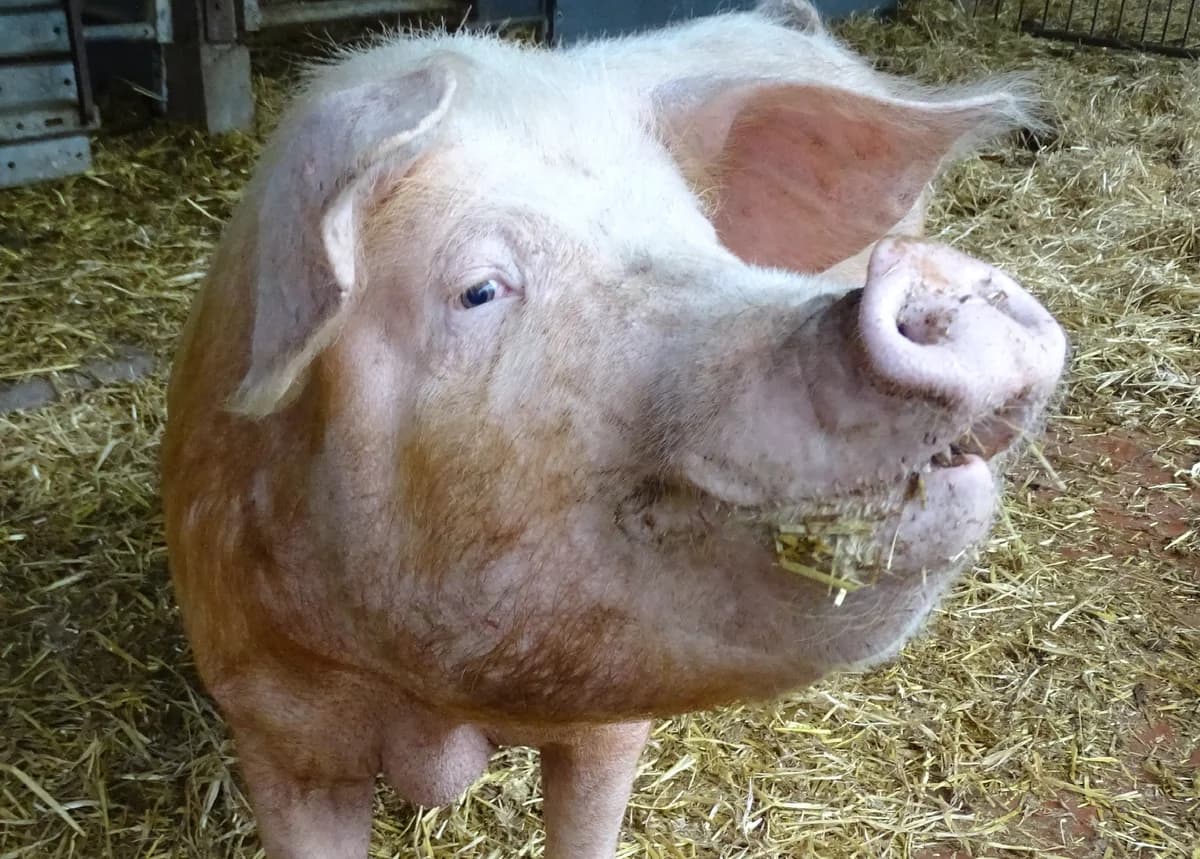 Bruni, 3yo Mixed Breed for adoption at Schutzengel für Tiere e.V., Drolshagen
