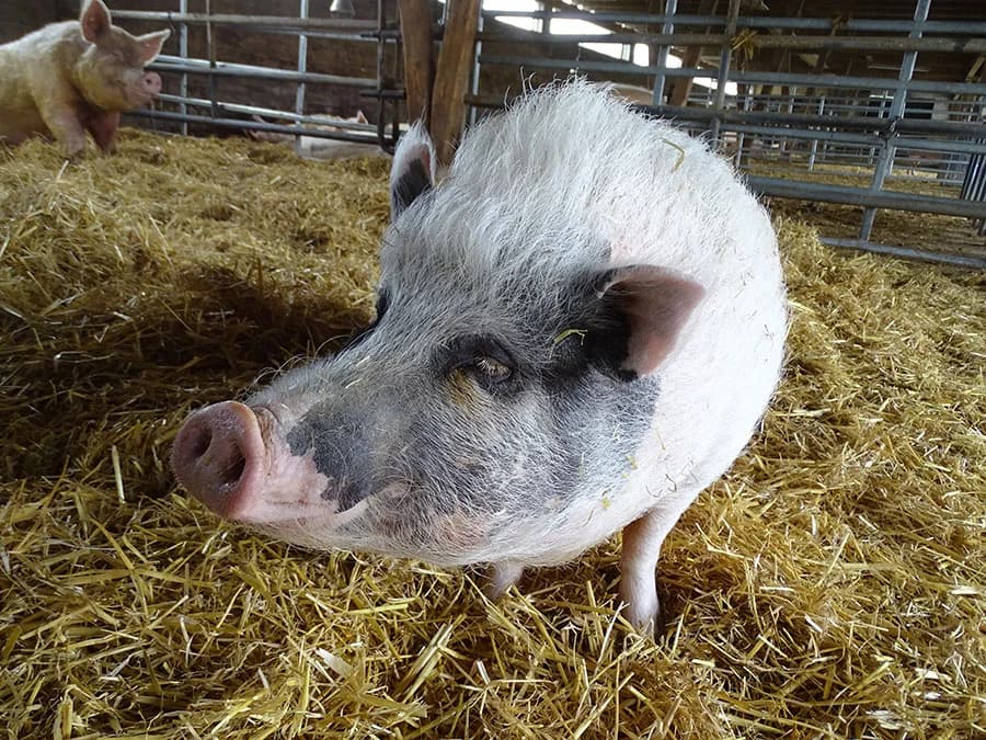Chilli, 5yo Mixed Breed for adoption at Schutzengel für Tiere e.V., Drolshagen