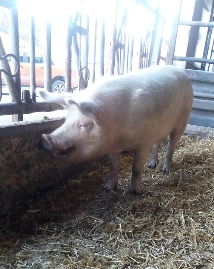 Fred, senior Mixed Breed for adoption at Schutzengel für Tiere e.V., Drolshagen