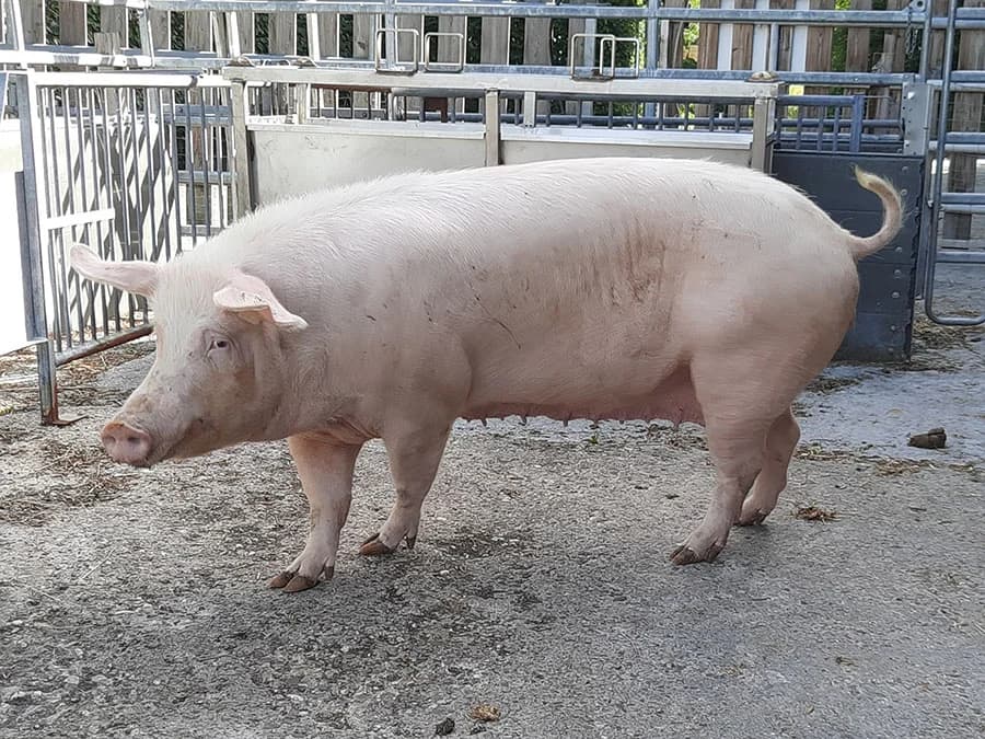 Hanna, 4yo Mixed Breed for adoption at Schutzengel für Tiere e.V., Drolshagen