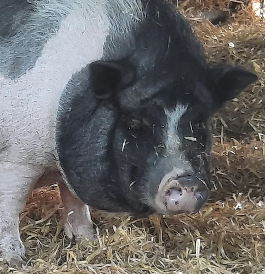 Luzie, Mixed Breed for adoption at Schutzengel für Tiere e.V., Drolshagen