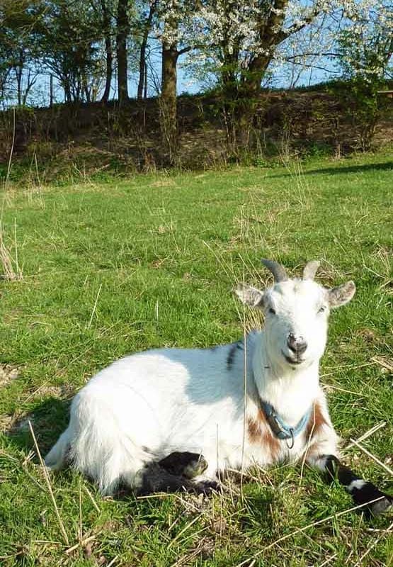 Nanni, Mixed Breed for adoption at Schutzengel für Tiere e.V., Drolshagen