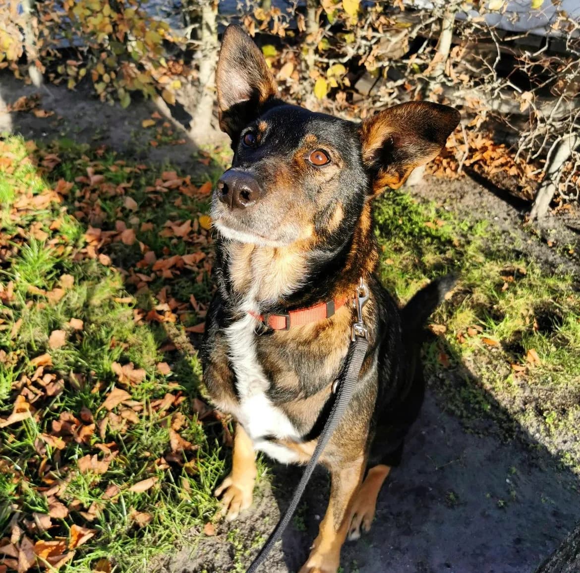 Charly, male senior Mixed Breed for adoption at Schutzhof Four Seasons