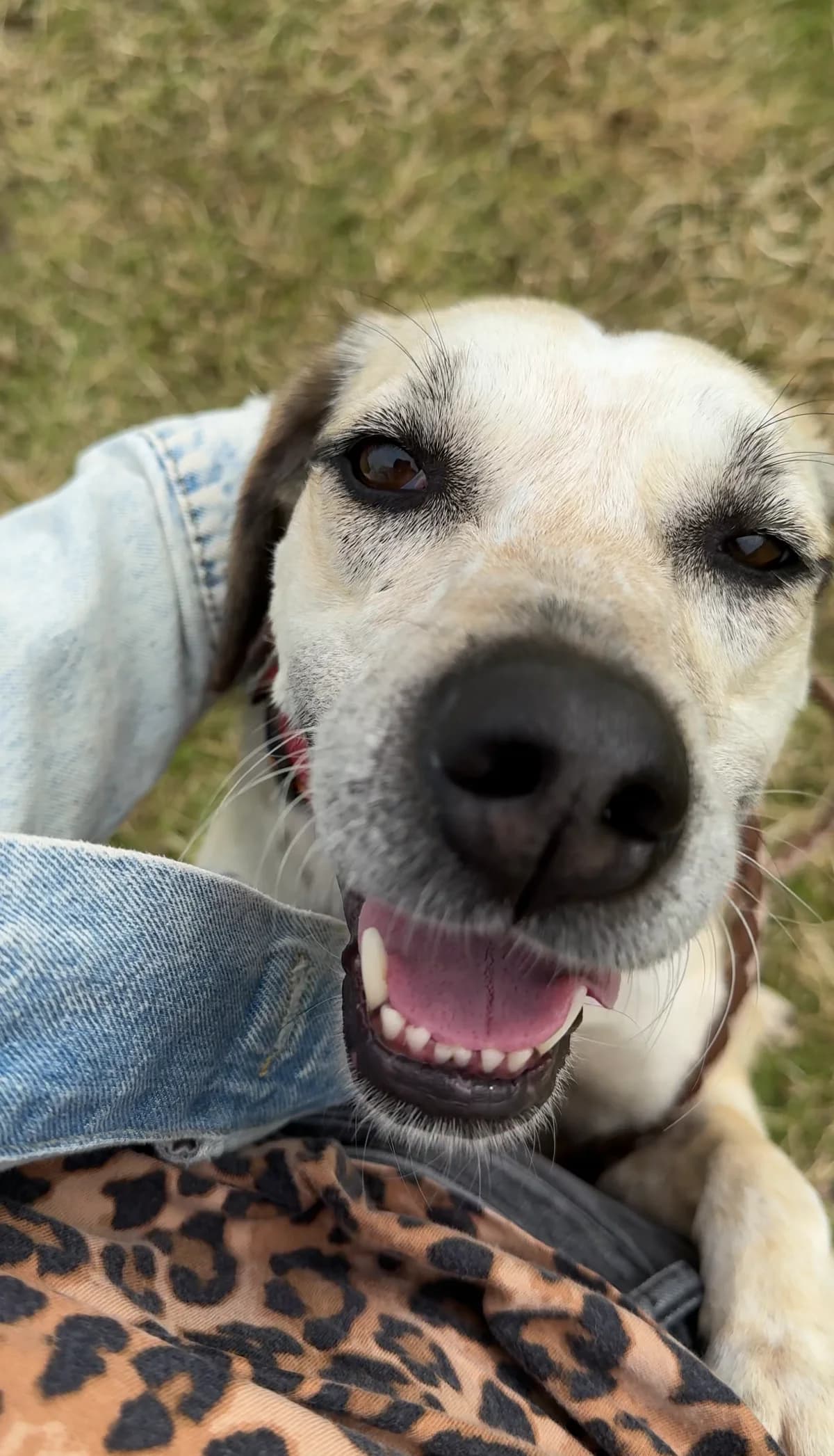 Lady, female 5yo Mixed Breed for adoption at Schutzhof Four Seasons