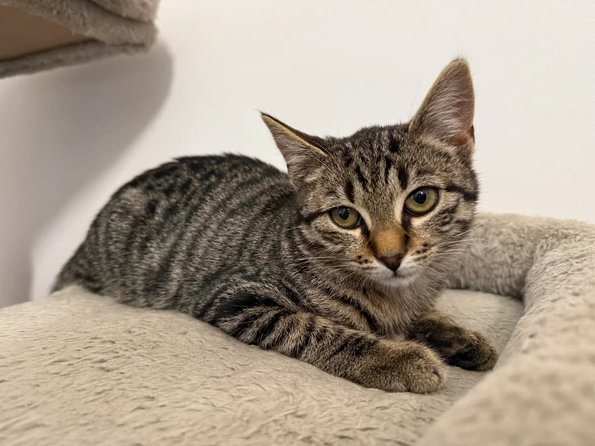 Pinneken, female puppy European Shorthair for adoption at Schutzhof Four Seasons