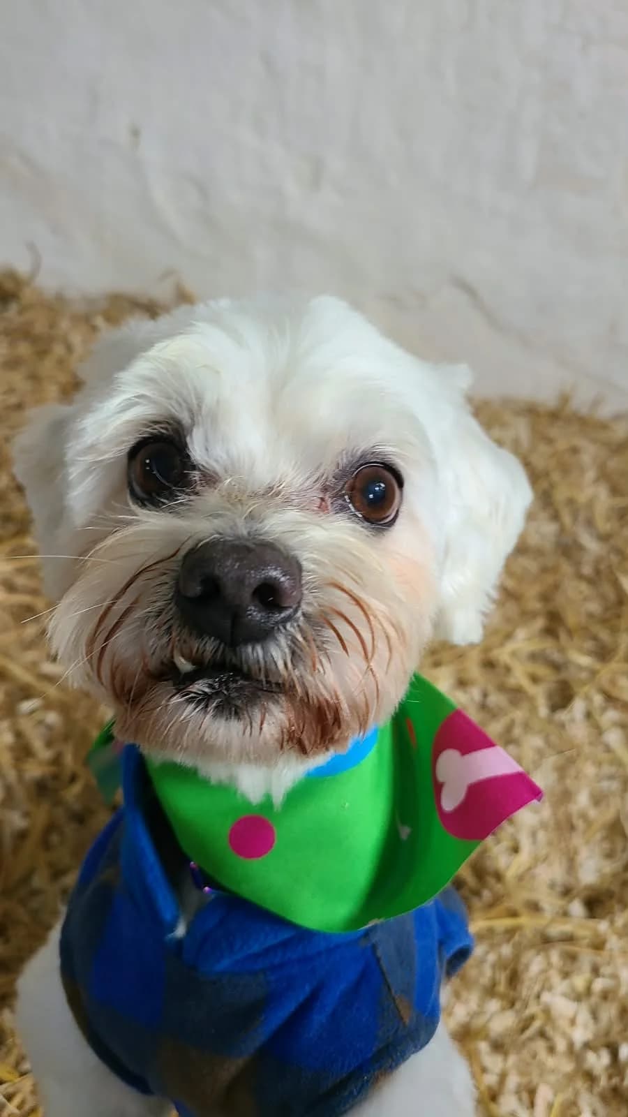 Lorchel, male senior Maltese for adoption at Schutzhof Four Seasons
