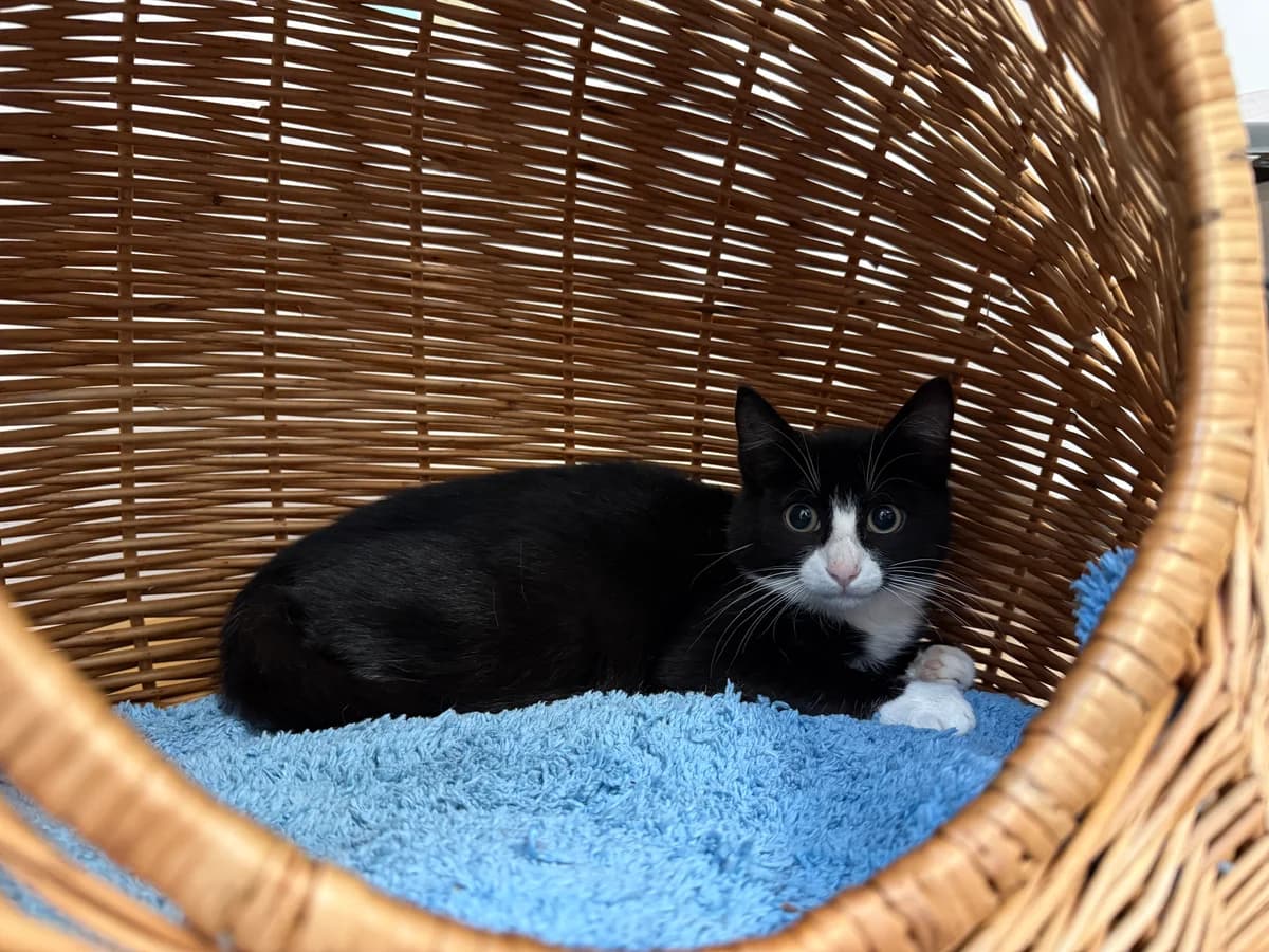 Mont Blanc, male puppy European Shorthair for adoption at Schutzhof Four Seasons