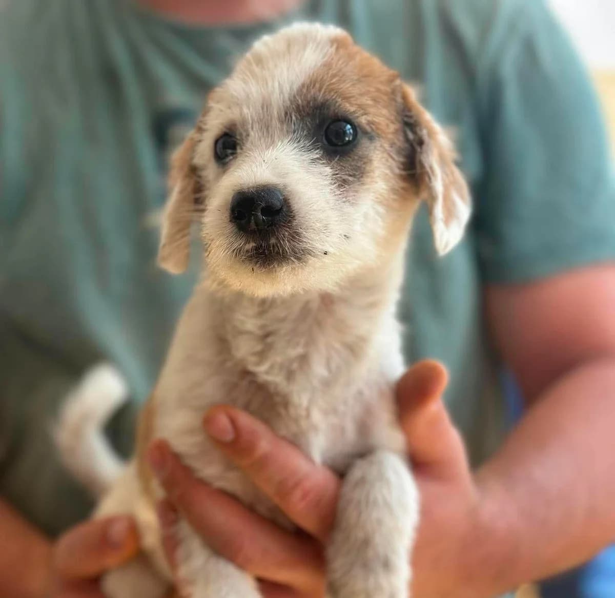 Alexandria, female young Mixed Breed for adoption at Seelen für Seelchen e.V., Alfter