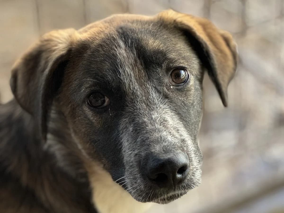 Aylin, female senior Mixed Breed for adoption at Seelen für Seelchen e.V., Alfter