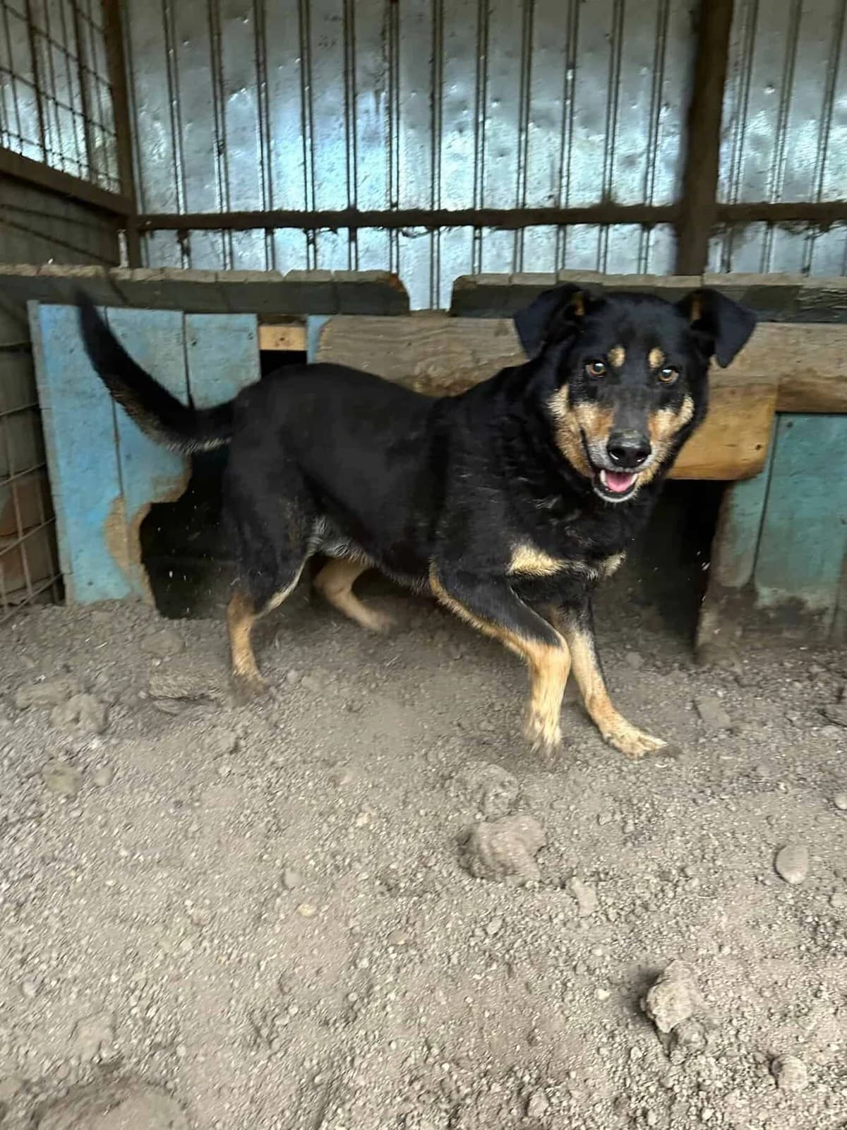 Barnie, male senior Mixed Breed for adoption at Seelen für Seelchen e.V., Alfter