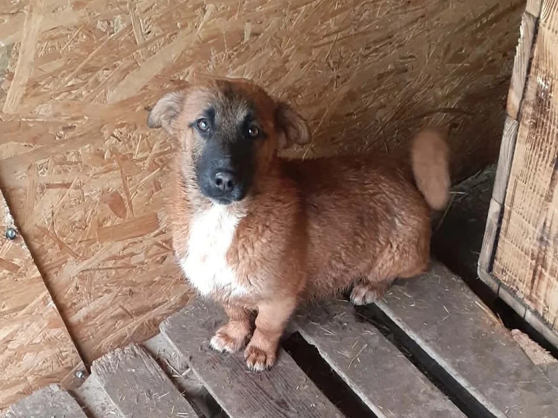 Emoji, weiß male young Mixed Breed for adoption at Seelen für Seelchen e.V., Alfter