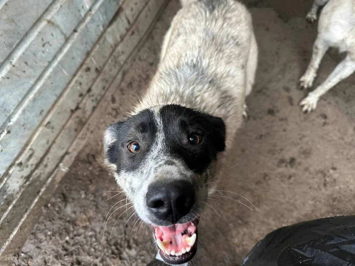 Flöti, male senior Mixed Breed for adoption at Seelen für Seelchen e.V., Alfter