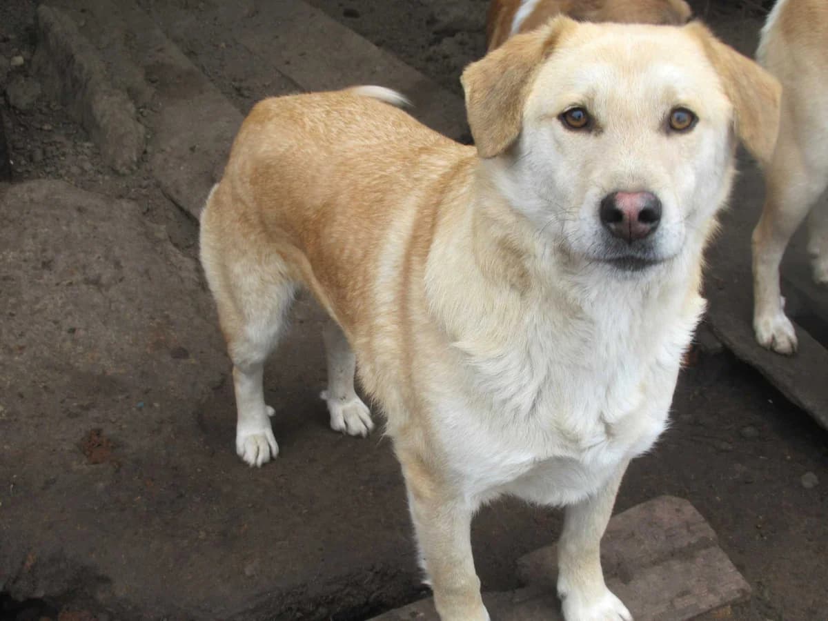 Felix F, male senior Mixed Breed for adoption at Seelen für Seelchen e.V., Alfter