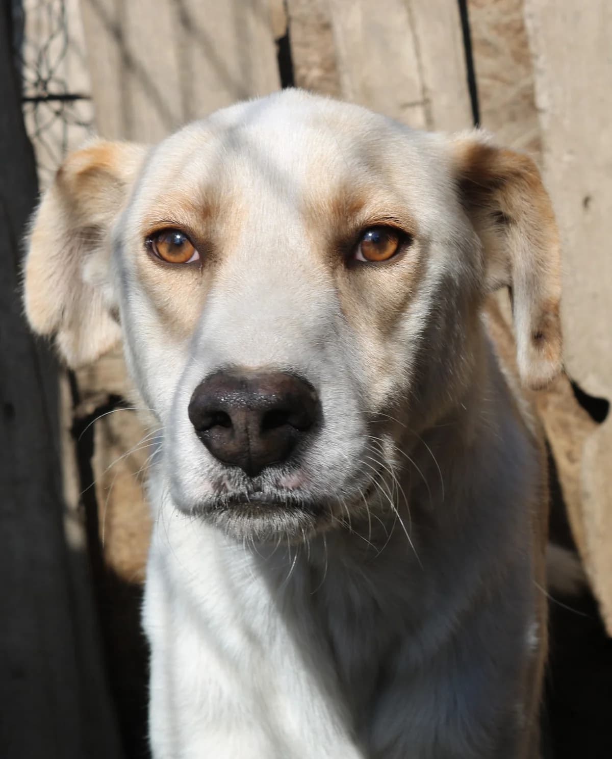 Cloud, weiß male senior Mixed Breed for adoption at Seelen für Seelchen e.V., Alfter
